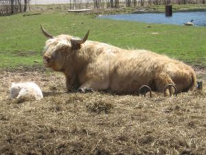 tarragon and casper