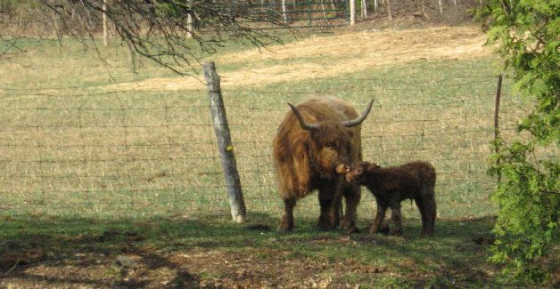 spring calf