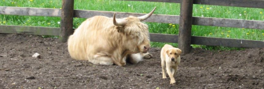 tarragon and jasper