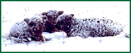 winter calves